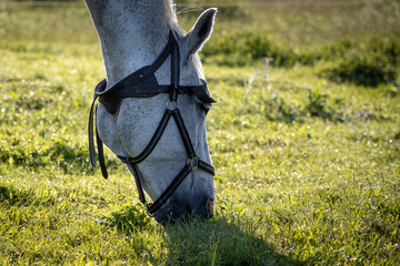 White horse head closeup eating the grass, grazing horse