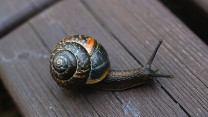 snail on a wooden background