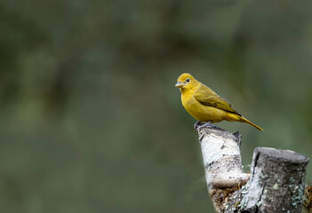 Sicalis olivascens ( Green canary finch ) on a dry tree branch
