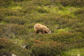Breakfast for the chamois
