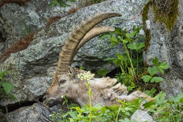 Old ibex resting