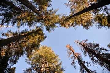 Obraz premium Big Sequoia trees in Sequoia National park in California, USA