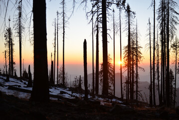 Sunset view in the forest in Sequoia National park, California, USA