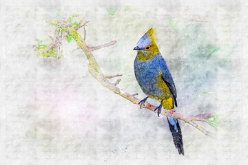 Silky flycatcher with long tail on tree branch , watercolor artistic work .