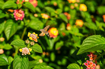Hummingbird hawk-moth hovering over flowers. Macroglossum stellatarum.
