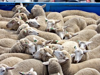 Schafe auf Tiertransport