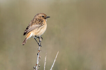 The European stonechat (Saxicola rubicola) is a small passerine bird that was formerly classed as a subspecies of the common stonechat.