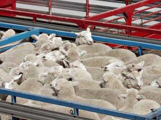 Schafe auf Tiertransport