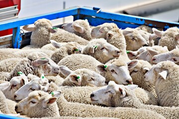 Schafe auf Tiertransport