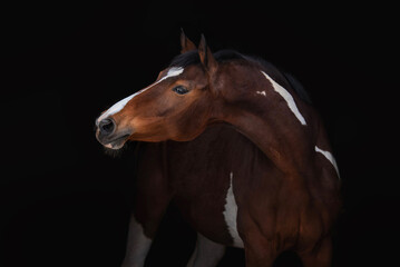 Portrait of Dutch warmblood horse isolated on black background - obrazy, fototapety, plakaty