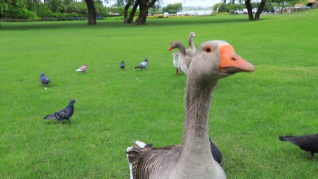 Perigord geese walk on green lawn in summer at goose farm. Beautiful Gray geese, French foie delicacy, farm poultry in countryside. Waterfowl hunting