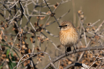 The European stonechat (Saxicola rubicola) is a small passerine bird that was formerly classed as a subspecies of the common stonechat.