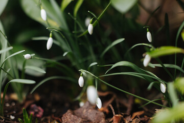 Obraz na płótnie Canvas snowdrop - early spring flower