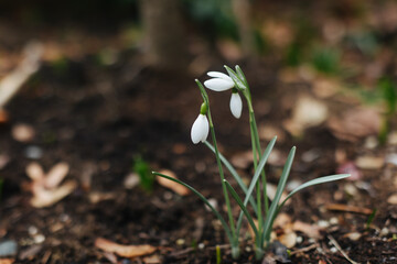 snowdrop - early spring flower