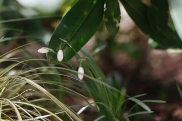 snowdrop - early spring flower