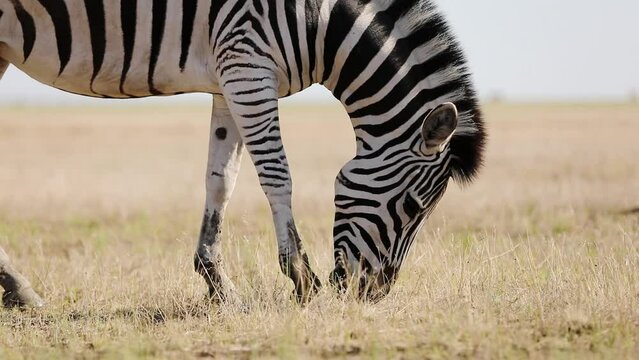 Close up view of striped black white zebra walking and grazing in steppe with dry grass on summer hot day. Biosphere Reserve Askania Nova in Ukraine, zebra grazing. South african wildlife park