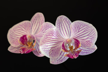Fototapeta na wymiar Leuchtende Orchideen auf schwarzem Hintergrund