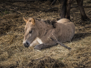 konik foal