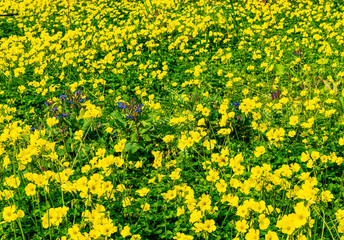 green spring pr summer meadow or field flowering with yellow flowers, nature colorful background for design and wallpaper texture