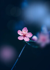 Macro of a pink sakura cherry blossom on a branch. Shallow depth of field, dreamy soft focus and...
