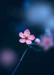 Fotobehang Macro of a pink sakura cherry blossom on a branch. Shallow depth of field, dreamy soft focus and blurred elements with bokeh in the dark blue background © Macro Viewpoint