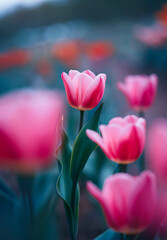 Close up of pink tulips in a flower field. Shallow depth of field, soft focus and blur. Dreamy scenery with teal blue background and bokeh bubbles