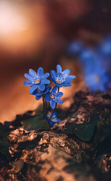 Macro of blue anemone hepatica flowers growing near a fallen tree trunk. Spring flowers in a dreamy scenery with shallow depth of field, bronze brown background and dreamy light and bokeh bubbles