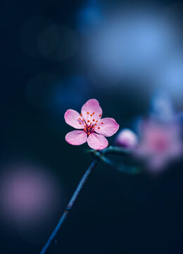 Macro of a pink sakura cherry blossom on a branch. Shallow depth of field, dreamy soft focus and blurred elements with bokeh in the dark blue background