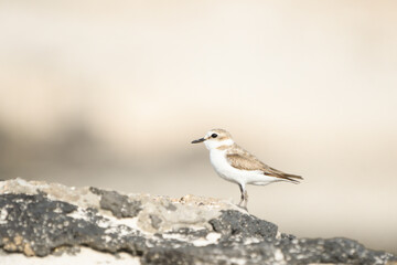 Close-up of Kentish Plover on the beaches of Fuerteventura