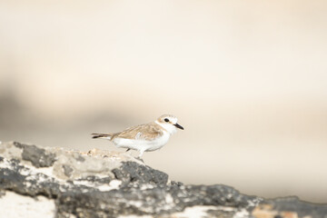Close-up of Kentish Plover on the beaches of Fuerteventura