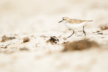 Close-up of Kentish Plover on the beaches of Fuerteventura
