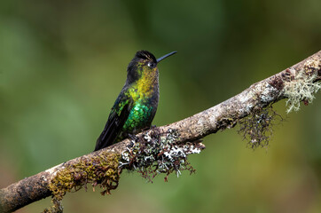 Fototapeta premium Fiery-throated hummingbird on a mossy tree branch