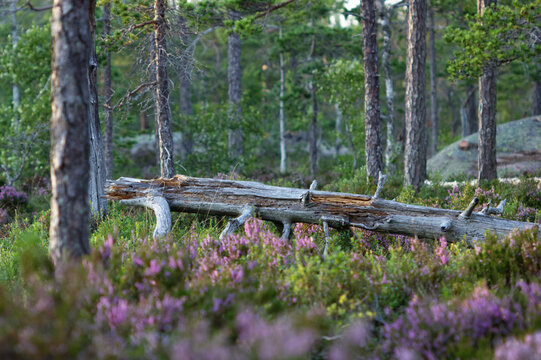 Old rotten tree trunk in middle of forest clearing in Sweden