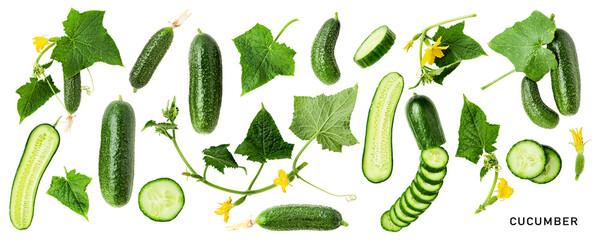 Fresh garden cucumber with leaves and flowers set. PNG isolated with transparent background. Flat lay, top view. Without shadow.