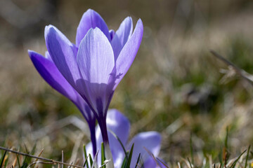 Arriva la Primavera