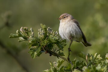 Chiffchaff /Phylloscopus collybita