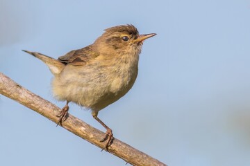 Chiffchaff /Phylloscopus collybita