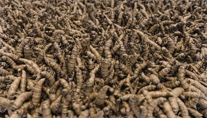 Texture with cricket larvae - 3d illustration