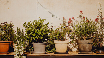 Les pots de fleurs dans le patio extérieur