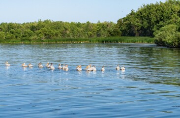 A group of White Pelicans swimming towards the wetlands at Cherry Creek State Park in Colorado.