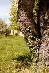 Détail sur le tronc d'arbre dans le jardin