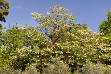 Arbres verdoyants dans le ciel bleu