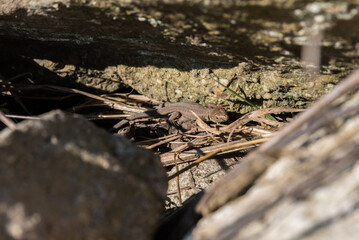 Mauereidechse beim Sonnenbaden - Reptil Eidechse