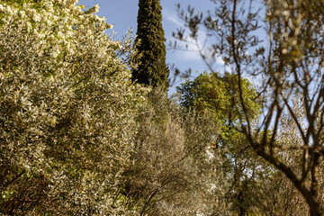 Arbres verdoyants dans le ciel bleu