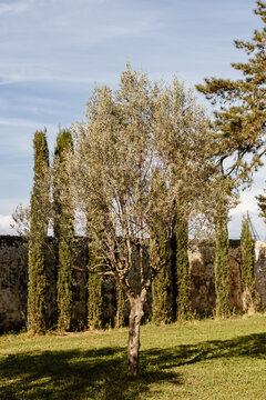 L'olivier et les cyprès dans le jardin