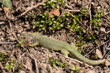 Risensmaragdeidechse in der Sonne - Reptil