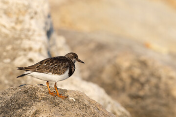 Turnstones (Arenaria interpres) in action: the life of these coastal birds.