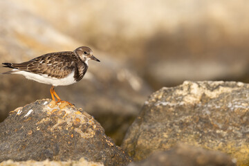 Turnstones (Arenaria interpres) in action: the life of these coastal birds.