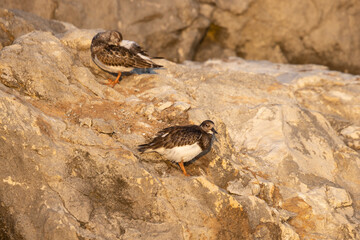 Turnstones (Arenaria interpres) in action: the life of these coastal birds.