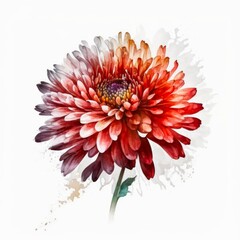 Red chrysanthemum flower isolated on white background. Watercolor illustration of a single beautiful red flower. Generative AI art.